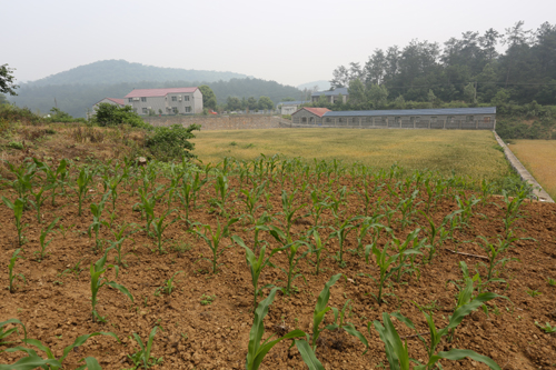 玉米种植91视频最新地址