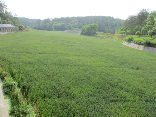 小麦种植91视频最新地址